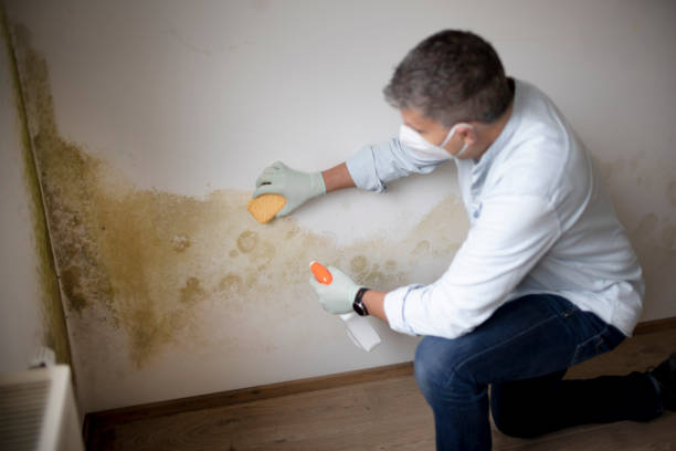 Biohazard Mold Removal in Woodbury Center, CT